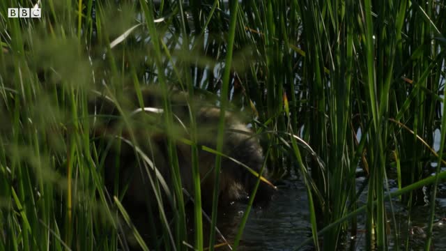 Coyote Hunts Birds | BBC Earth
