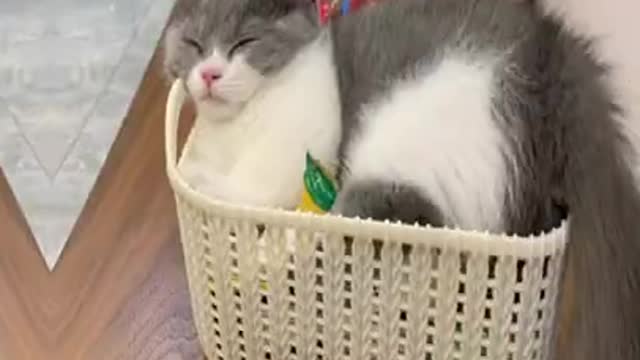 Super lazy cat Cute Cats Cutest Cats Compilation 2021