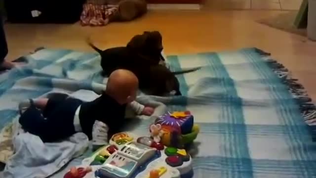 Dachshund playing with giggling baby