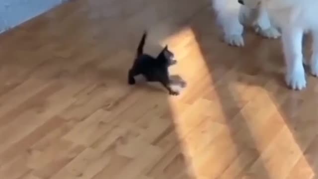 Dog cute video