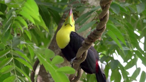 toucan-bird-animal-wings-tree