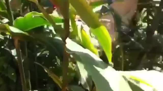 Titatalkz girl jumps off of roof into rainbow kiddie pool on grass