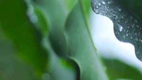 Very close shot of the leaves of a tree wet from the rain