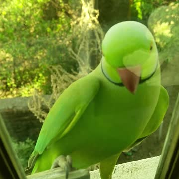 Parrot outside