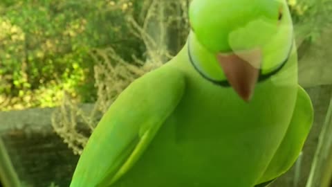 Parrot outside