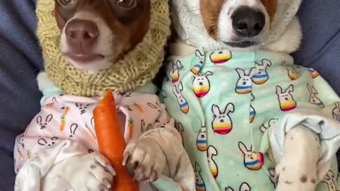 Dog romantic video