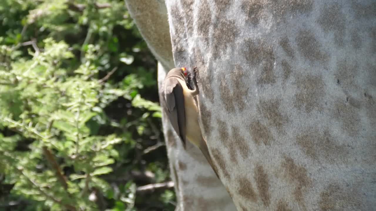 Yellow-billed oxpecker eats ticks and other insects from the fur and skin of the giraffe