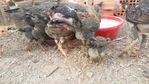 Morning morning for chickens and ducks to eat very deliciously