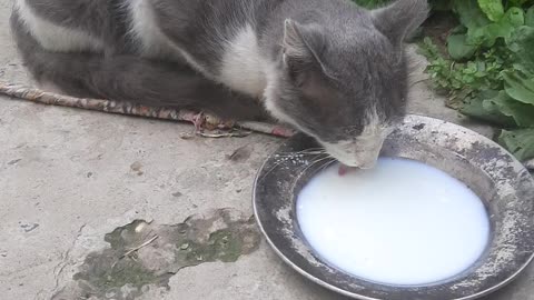 Cats love milk