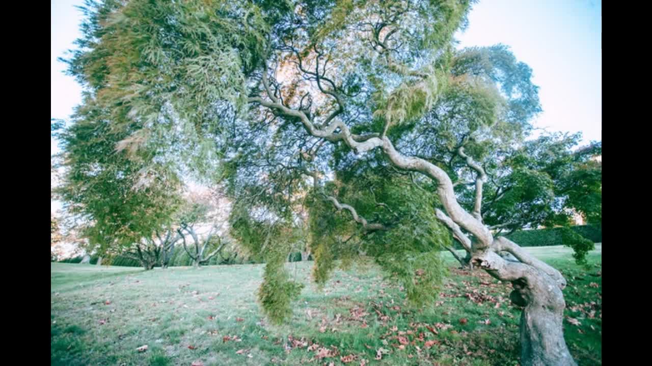 Relaxing & Calm Music - 20 Minutes meditation, studying, sleeping