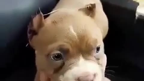 Cute Puppy Bully Wants to Take off The Sofa