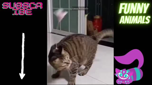 funny cats