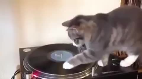 Funny Cat - DJ Cat