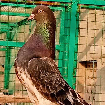 Ustad Malik Mohkam Khokhar Pigeons