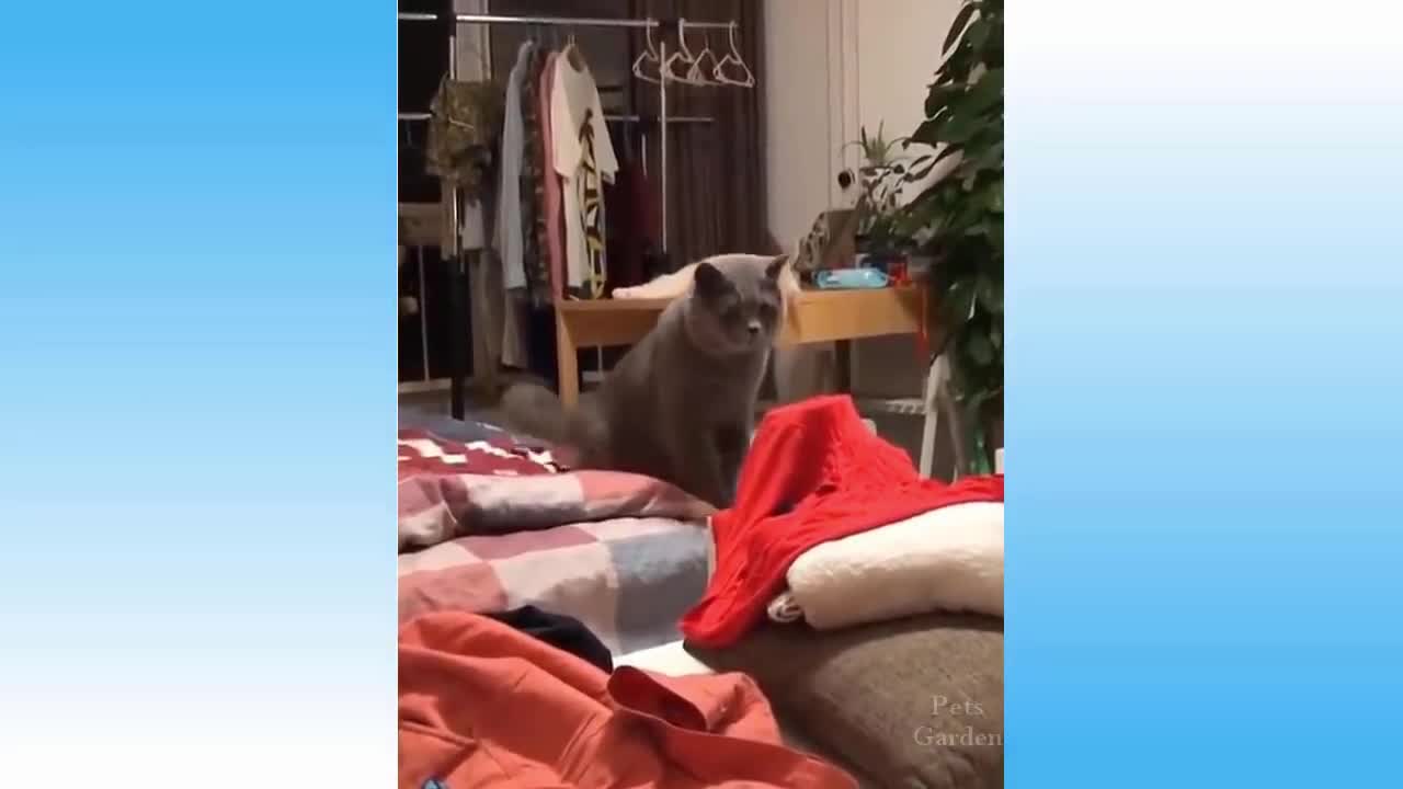 scared cat