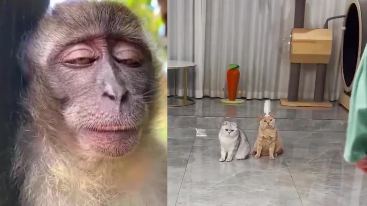 Very funny/ funny videos/ funny cat/ monkeyFunny videos,/grappige video/ смешнае відэа/ 有趣的視頻/ sjov video / hauska video/bhidio èibhinn/ lustiges Video/ witzeg Video/ śmieszny filmik/Vídeo engraçado/video amuzant/video divertido/