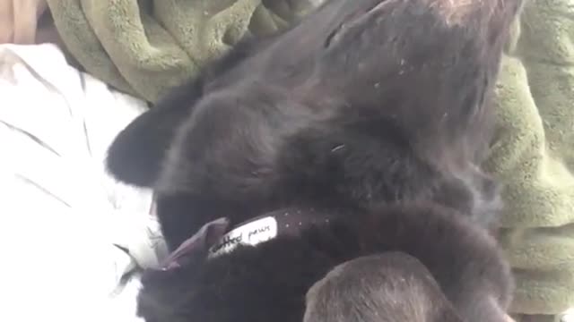 Black dog gets scratched shows her teeth