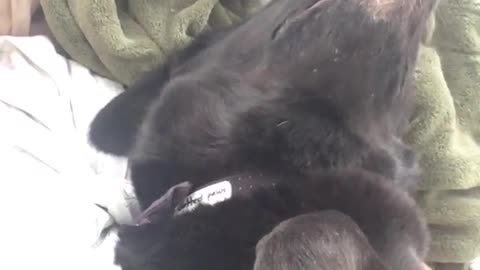 Black dog gets scratched shows her teeth