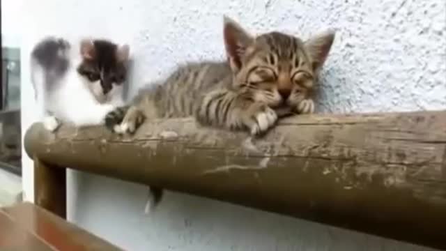 THE BEST CUTE AND FUNNY CAT VIDEOS! 🐱