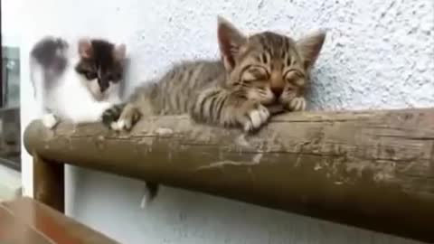 THE BEST CUTE AND FUNNY CAT VIDEOS! 🐱