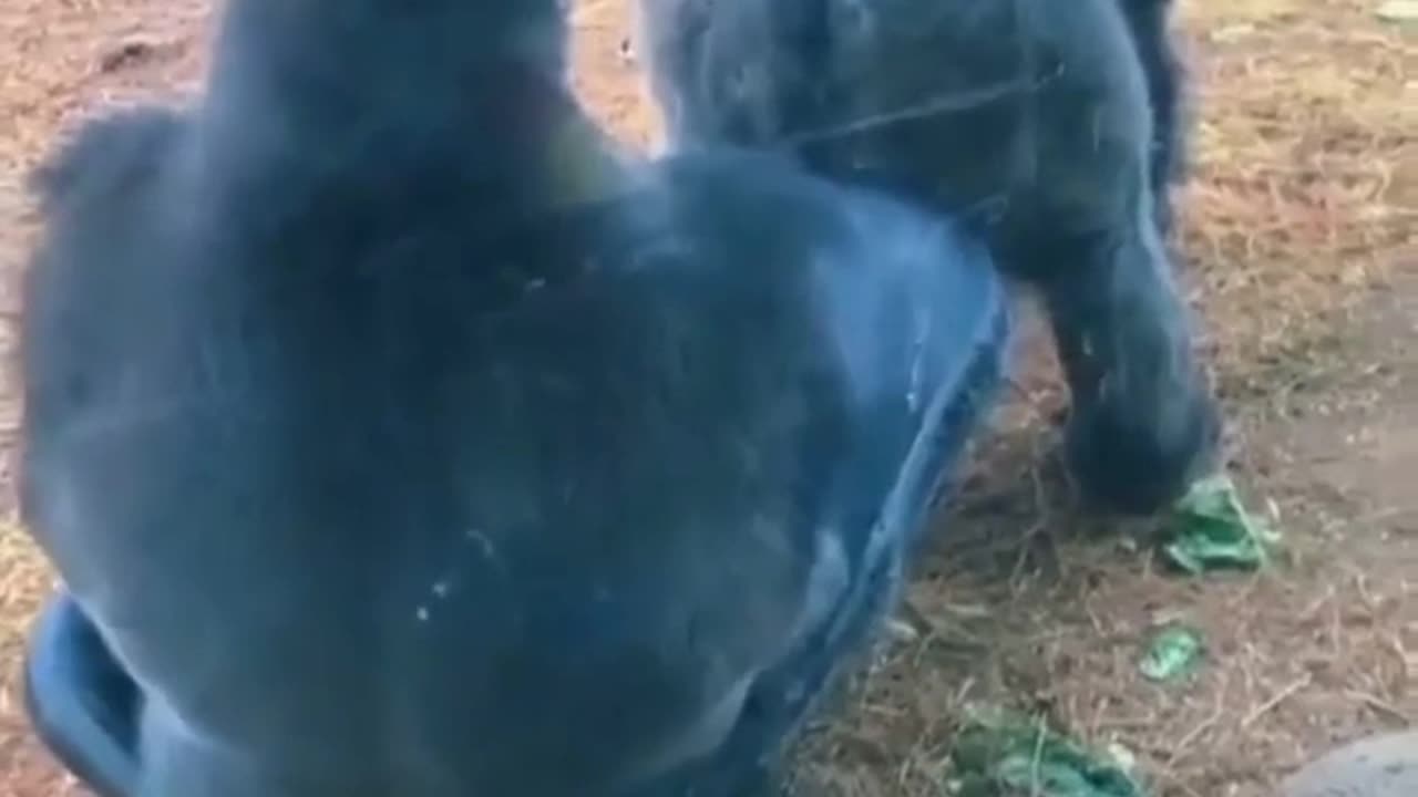 Funny clip of animals😂 so funny🤣