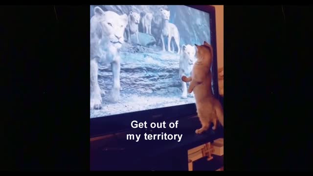 Cat vs lions