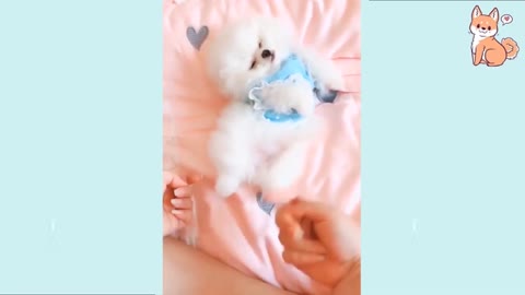 Baby Dog- Baby and Fluffy dog Video #4 | Baby Animals