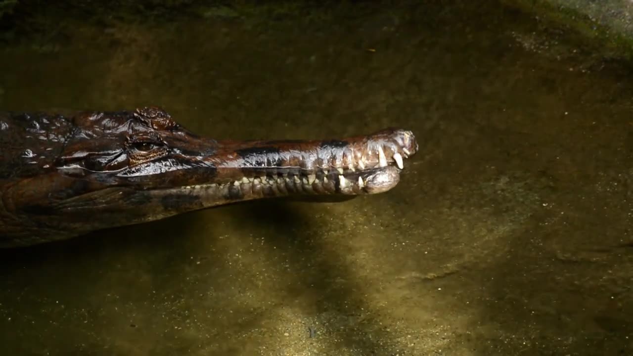 Gharial | Gavial | Fish-eating Crocodile | Animals | No Copyright Video