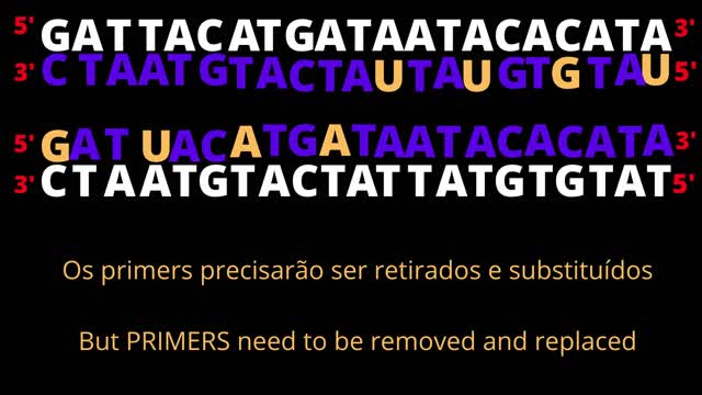 DNA Replication: Leading and lagging strand