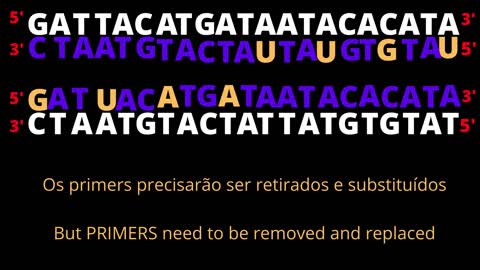 DNA Replication: Leading and lagging strand