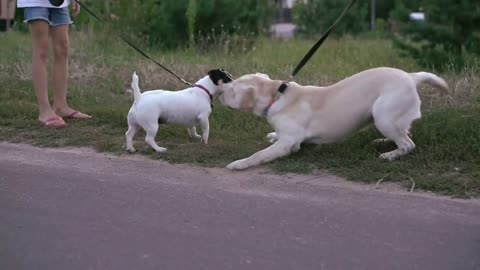meeting two dogs for a walk in the park