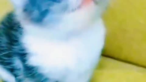 Cute Cat Lovely Video