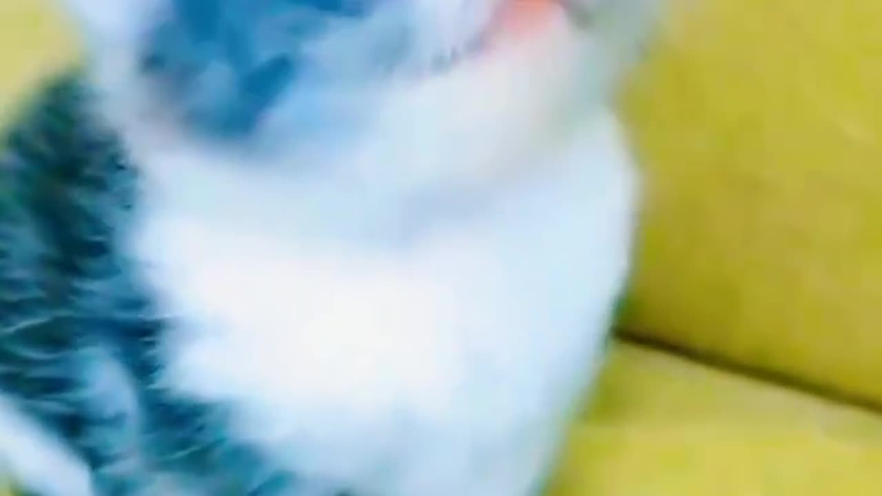 Cute Cat Lovely Video