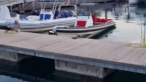 Port of Montenegro