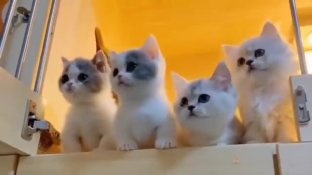 Cats video