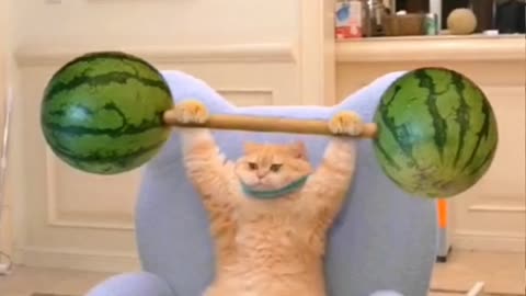 Cat doing gym & playing games