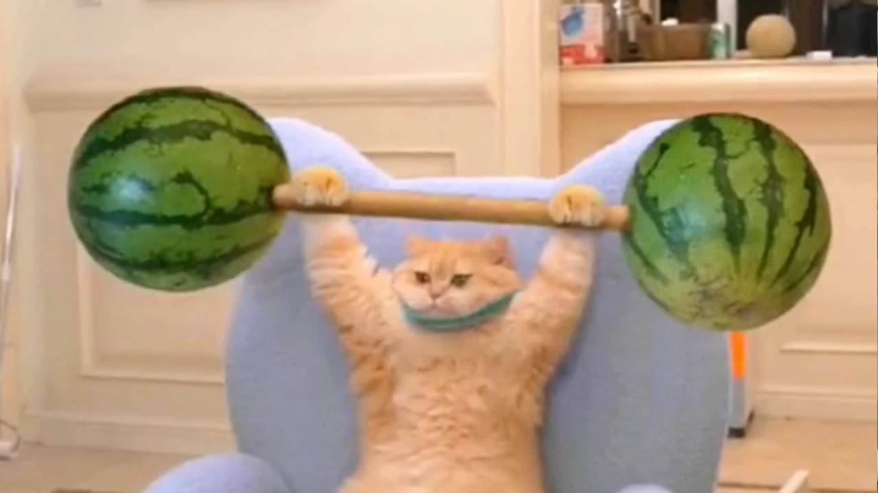 Cat doing gym & playing games