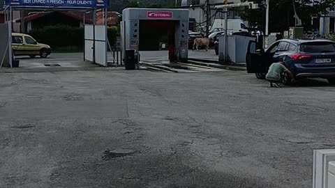 Spanyol Csapatás Reloaded 8. - Kolompoló Galíciai Szőkék