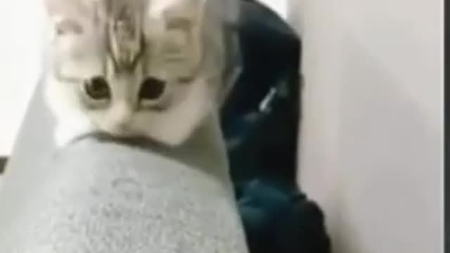 FUNNY VIDEO
