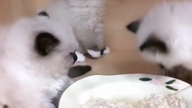 OMG So Cute Cats ♥ Best Funny Cat ❤️🐈Videos 2021 #shorts