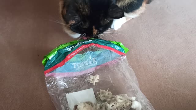 My beloved cat takes out her treat. Just look how cute it is. What happens next you won't believe