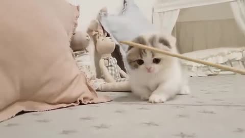 cutie