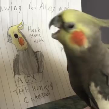 World bird video funny