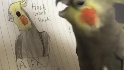 World bird video funny