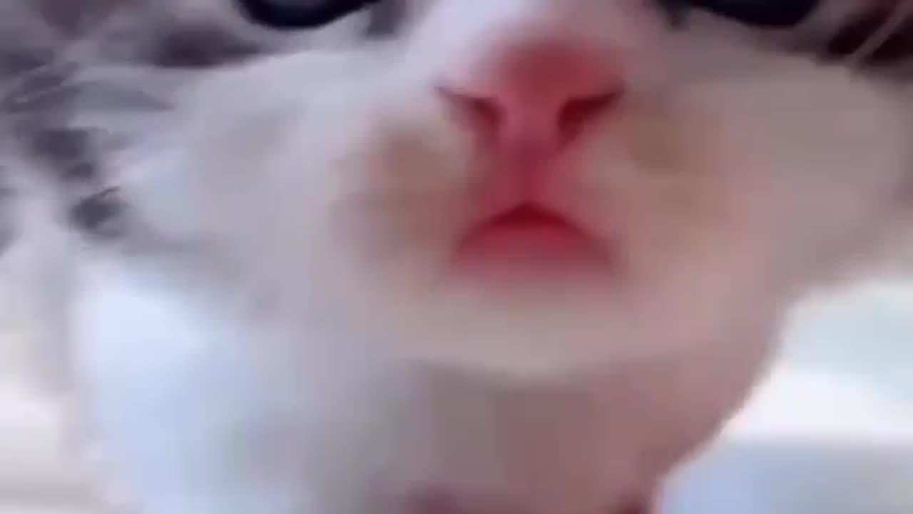 funny animal - funniest animals 2023 😂 funny cats and dogs 🐱🐶 | funny animal videos 2023