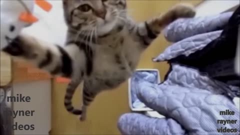 funny pets - cats dogs animals, amazing original song ♫ best free music