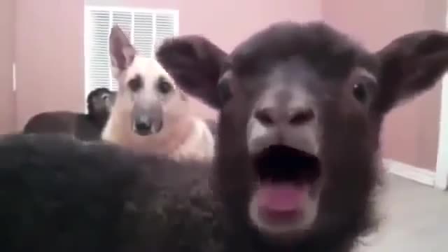 Goats screaming like people