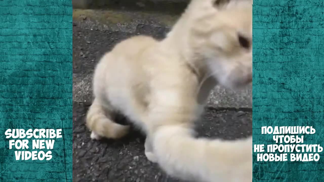 unny Videos Cats Compilation Funny Cat Videos Ever