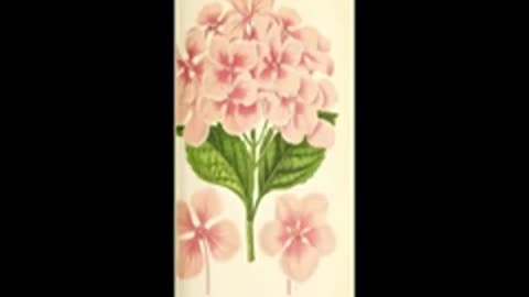 Bitchute Exclusive Video 110 Hydrangea Domestication