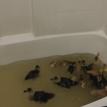 Ducklings taking a bath